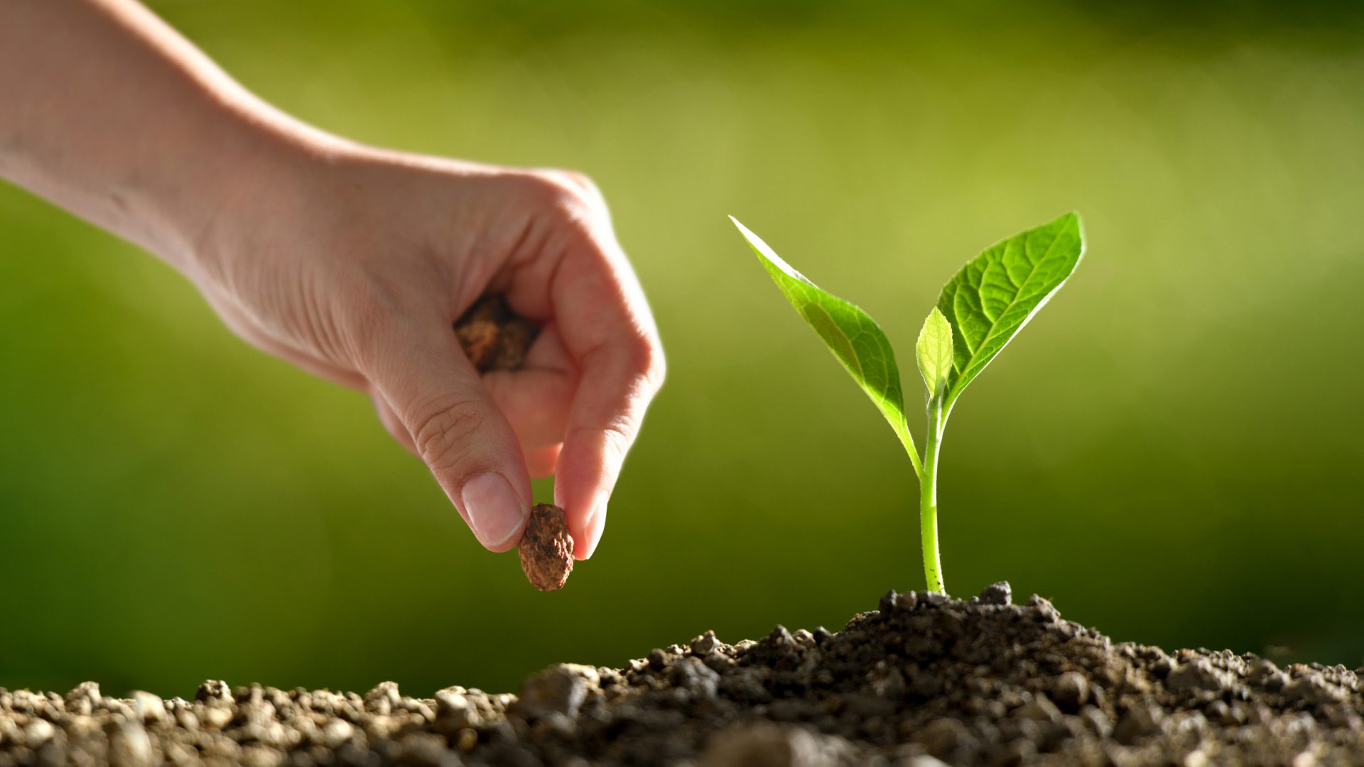 Planting_seeds