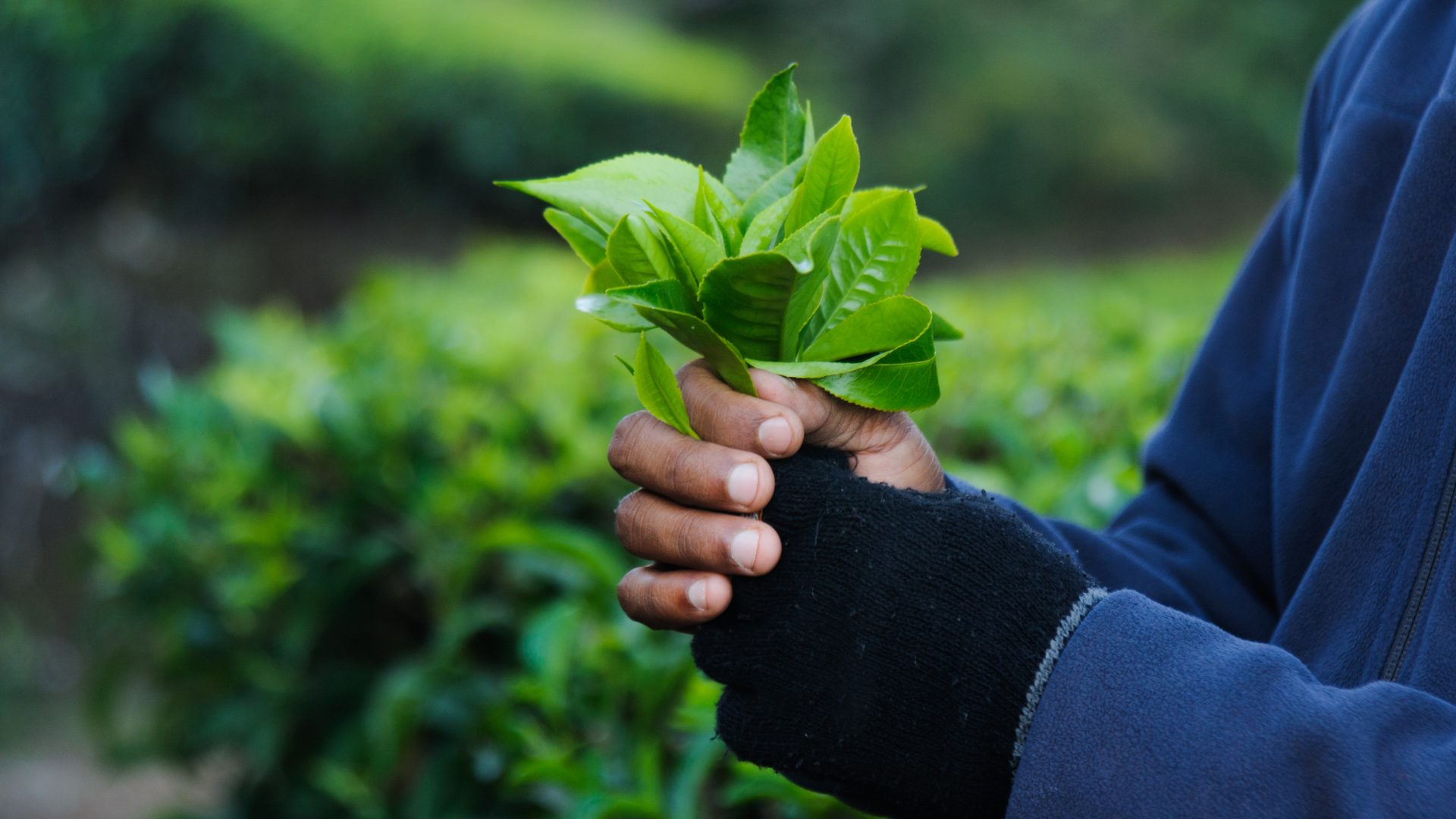Developing Fairtrade International's Strategy (2021-2025)